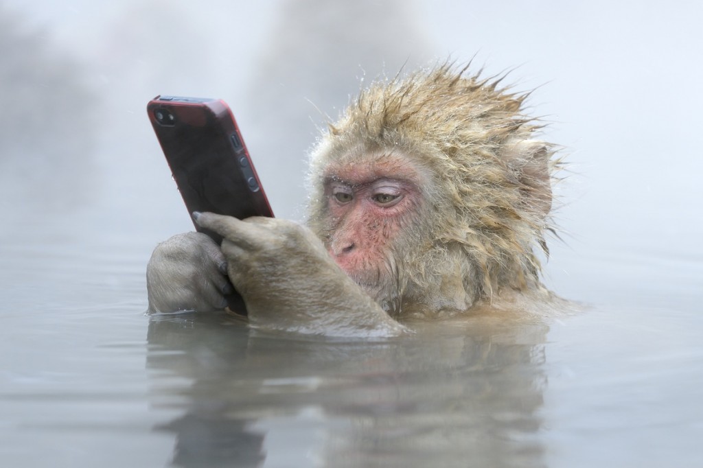 Facebook update, Marsel van Oosten (Netherlands), Japanese Snow Monkey